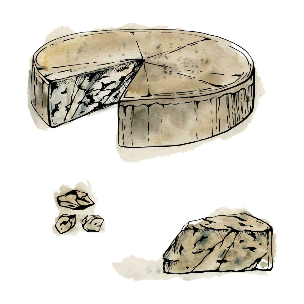 Hand gezeichnet Aquarell Tinte Illustration. Gorgonzola Blau Käse, voll Kopf und Scheibe, Molkerei Produkt. Single Objekt isoliert auf Weiß. Design Restaurant, Speisekarte, Cafe, Essen Geschäft oder Paket, Flyer, drucken. vektor