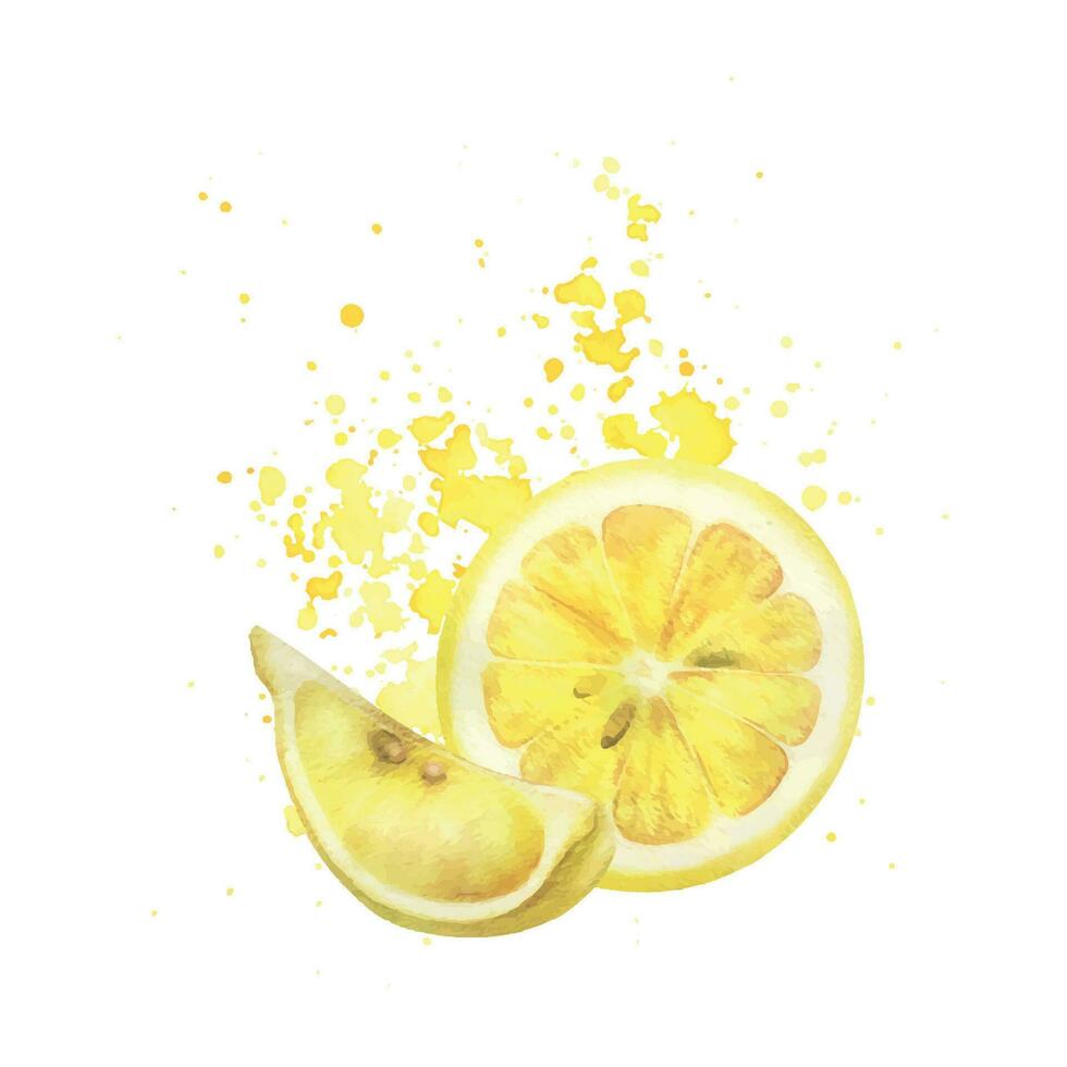 Gelb Zitronen mit spritzt von Saft, runden Scheibe und Quartal mit Samen. Aquarell, Hand gezeichnet botanisch Illustration. isoliert Komposition auf ein Weiß Hintergrund. vektor