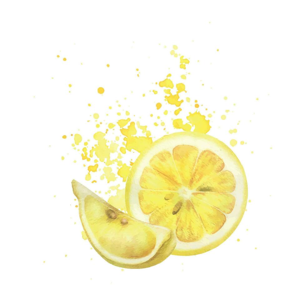gul citroner med stänk av juice, runda skiva och fjärdedel med frön. vattenfärg, hand dragen botanisk illustration. isolerat sammansättning på en vit bakgrund. vektor