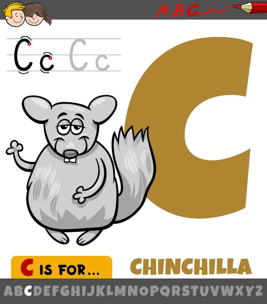 Brief c von Alphabet mit Karikatur Chinchilla Tier Charakter vektor