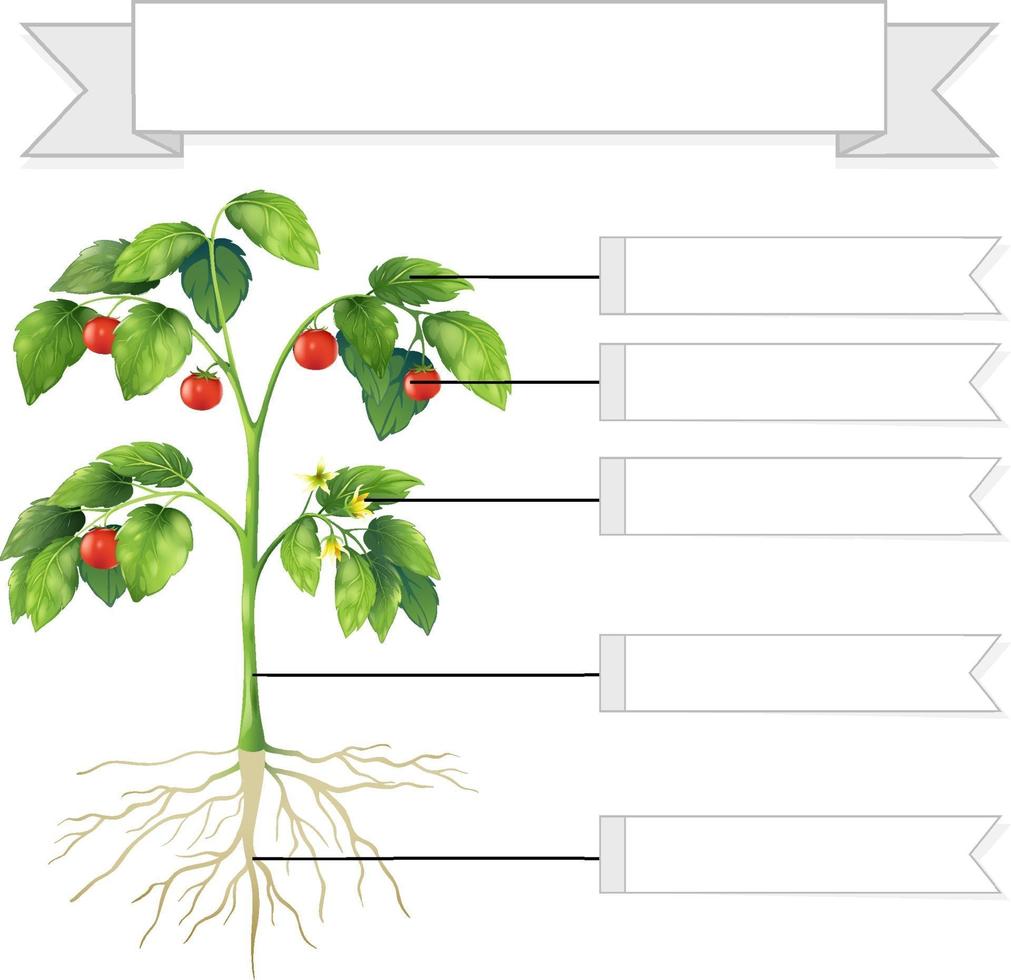 skriva delar av ett plantblad för barn vektor