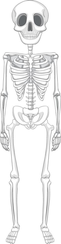 isolierte Anatomie des menschlichen Skeletts vektor