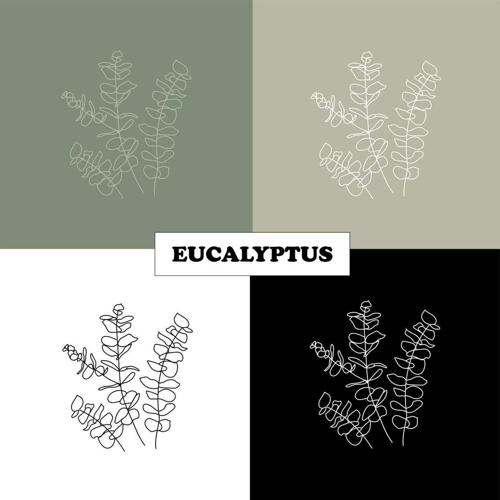 Eukalyptus. Eukalyptus Öl, Eukalyptus Duft, Kräuter vektor