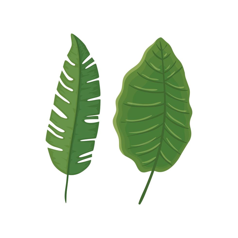 blad natur tropisk isolerad ikon vektor