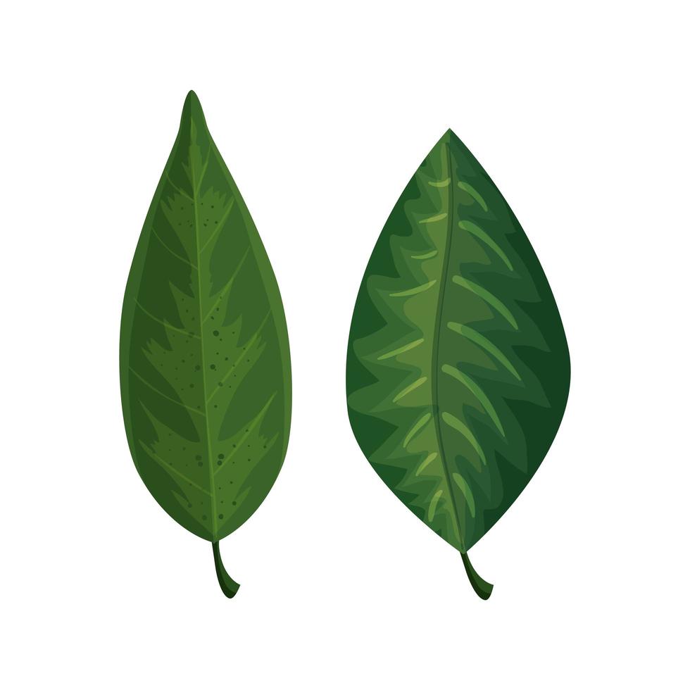 Blätter Natur tropisches isoliertes Symbol vektor