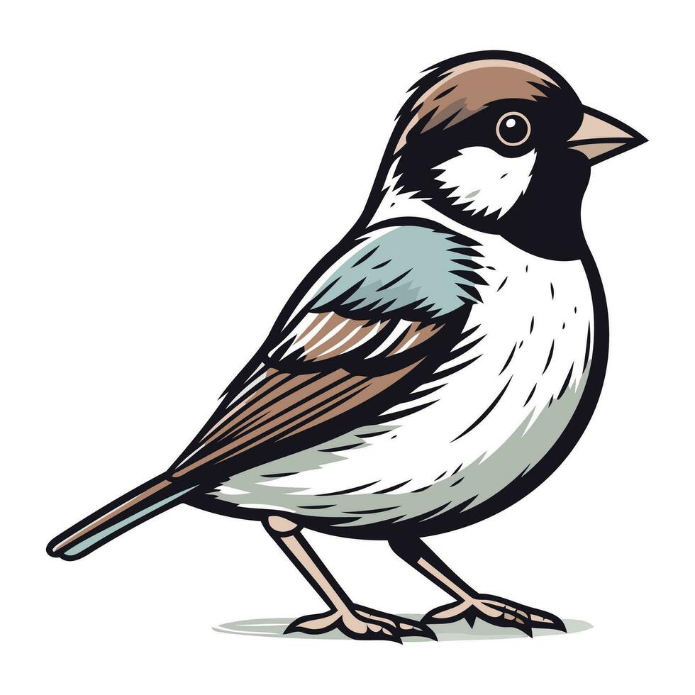 Spatz isoliert auf ein Weiß Hintergrund. Vektor Illustration von ein Vogel.