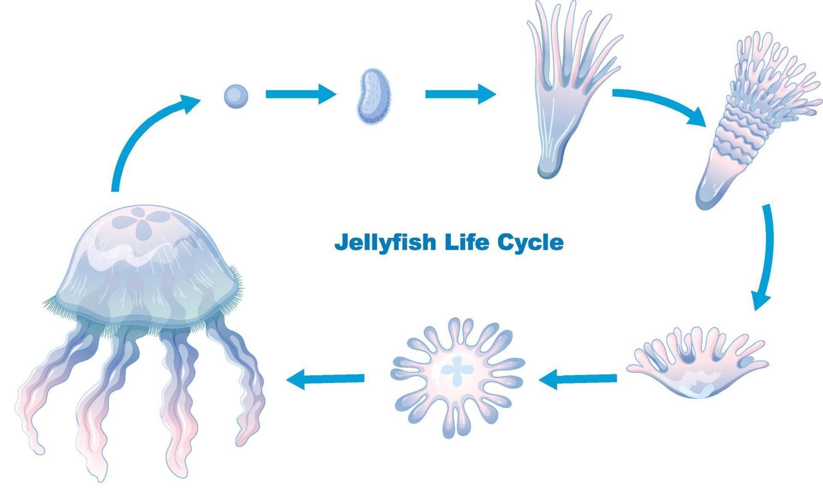 Quallenlebenszyklus für Kindererziehung vektor