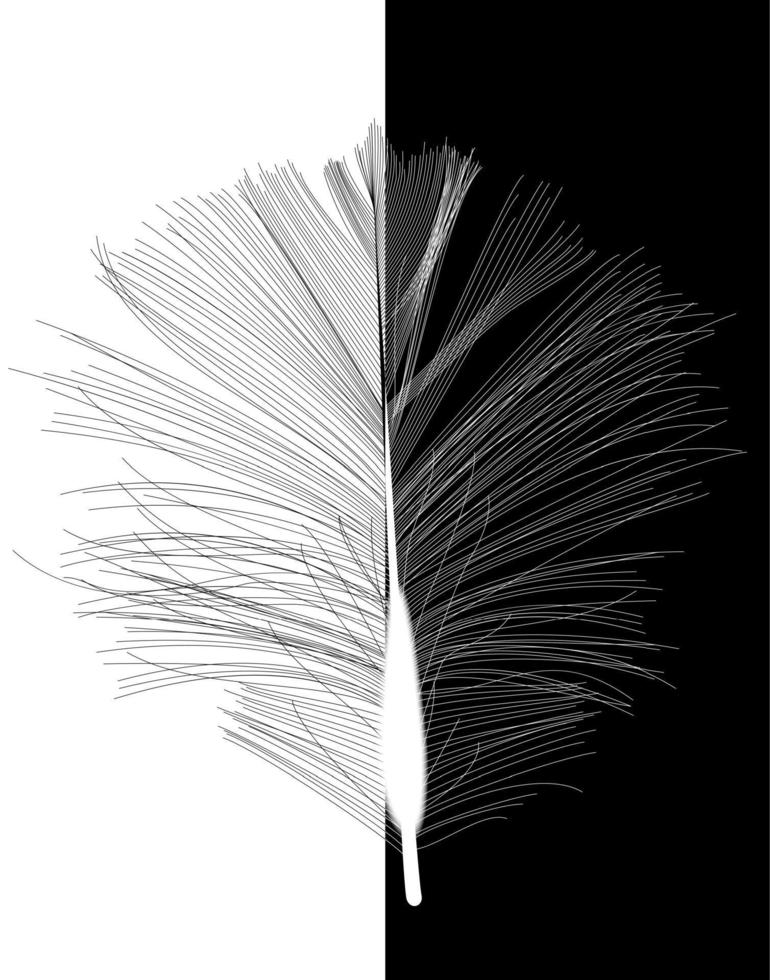 schwarze Vogelfeder in Vektor-Illustration gezeichnet. vektor