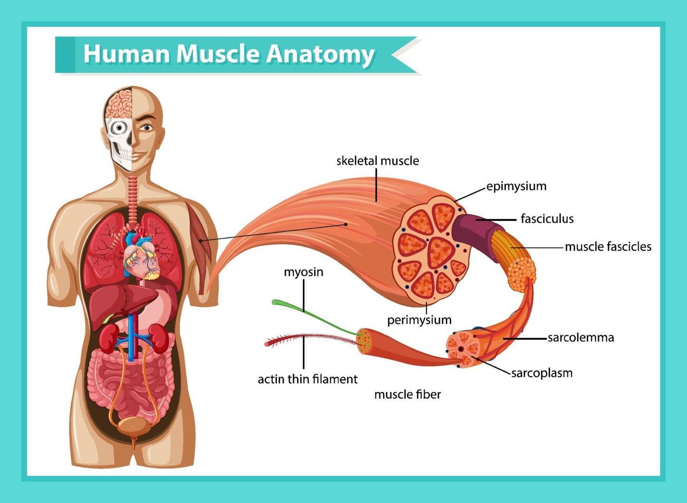 menschliche Muskelanatomie mit Körperanatomie vektor
