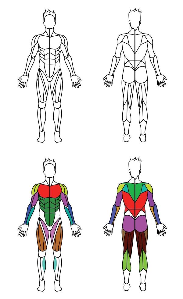 Männer Körperumriss Muskeln Grafik vektor