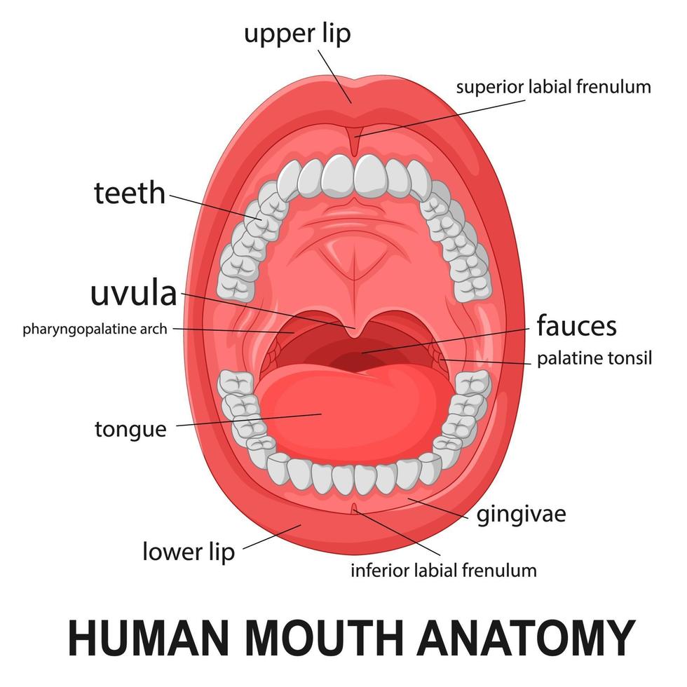 mänsklig munanatomi, öppen mun med förklaring. vektor
