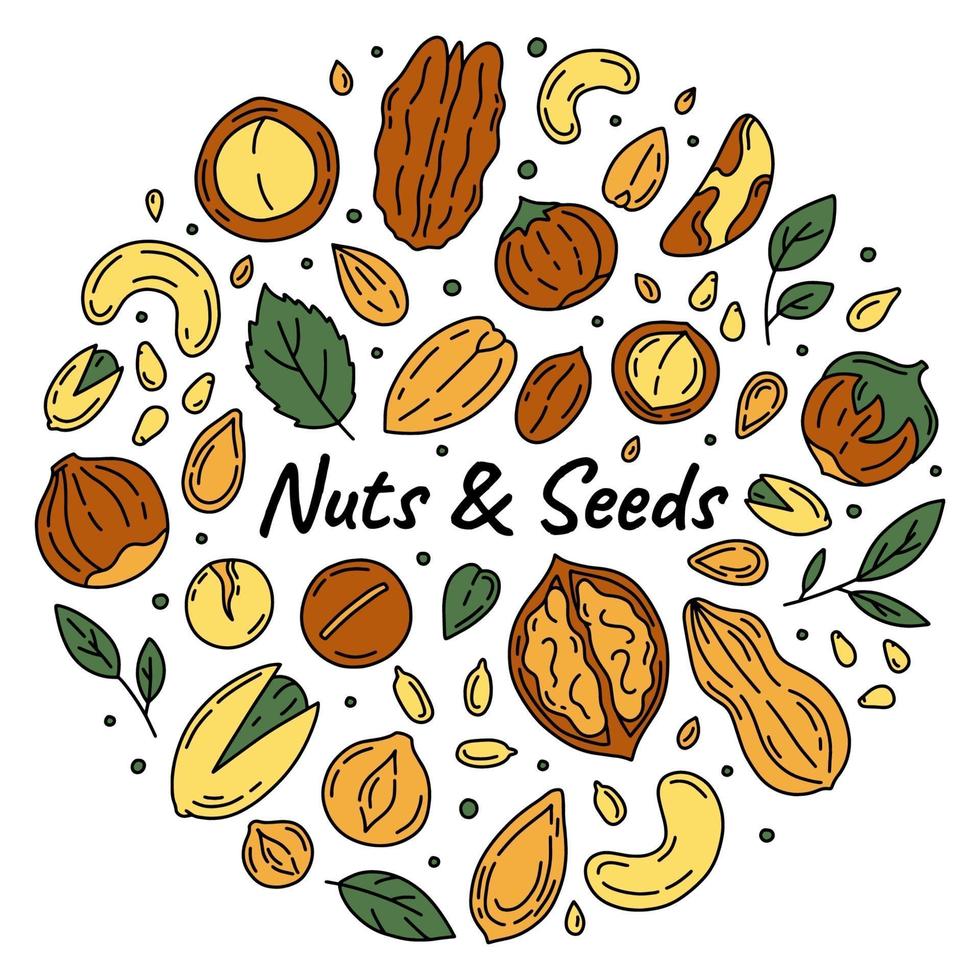 Nüsse und Samen Set von Icons im Doodle-Stil. vektor