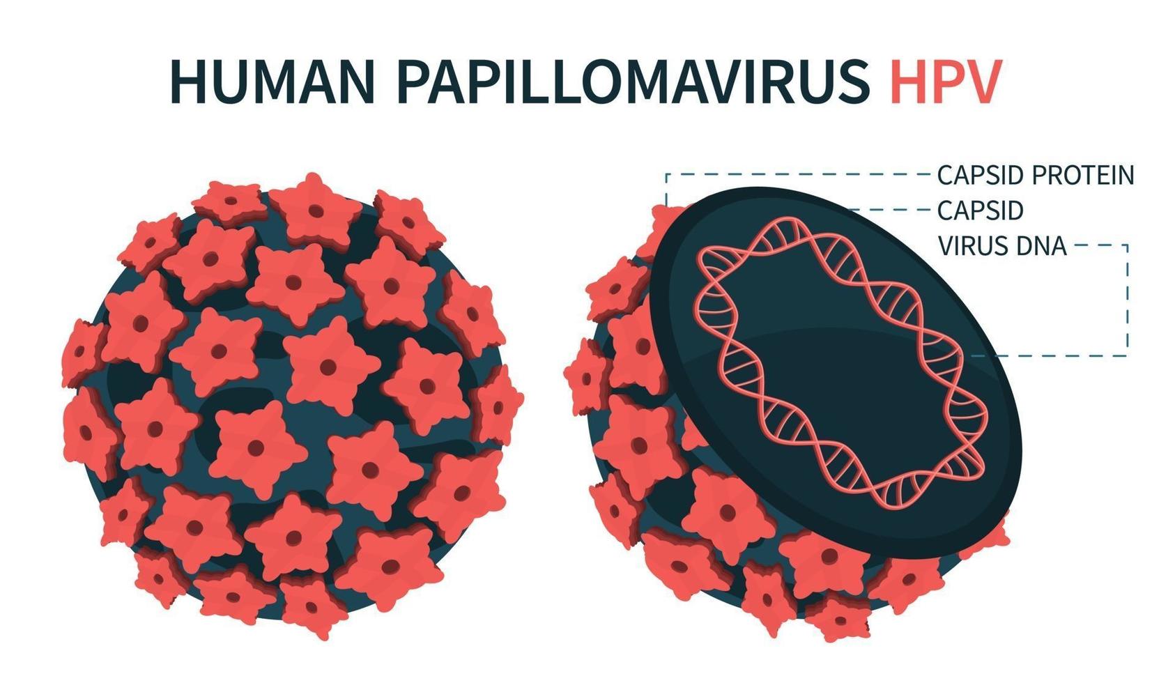 eine vergrößerte schematische Struktur des Papillomavirus vektor