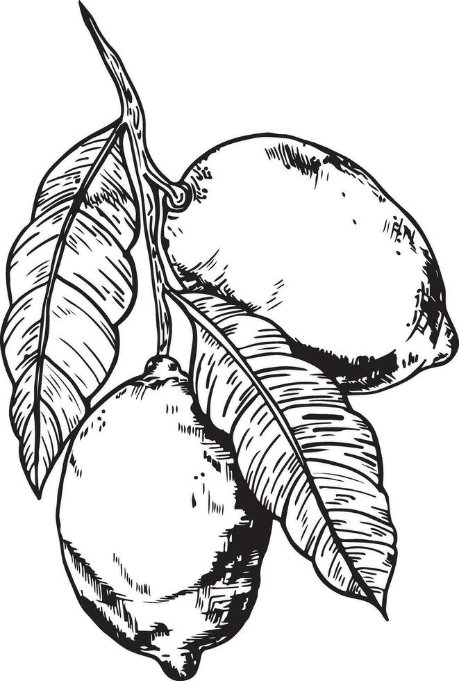 citron- gren grafik i bläck. citroner isolerat på en vit bakgrund. citroner på en gren med löv vektor illustration.