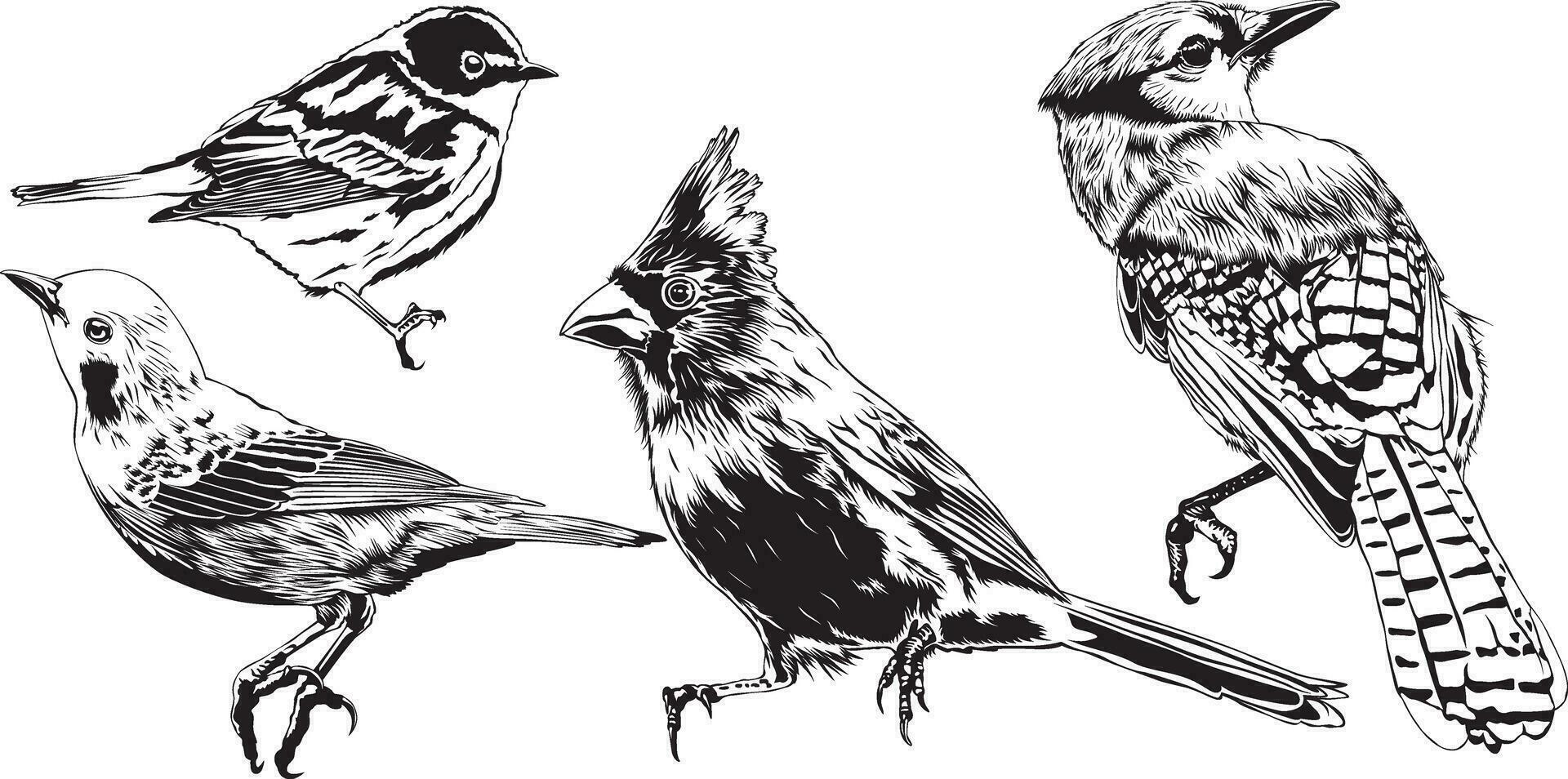 fåglar vektor illustration