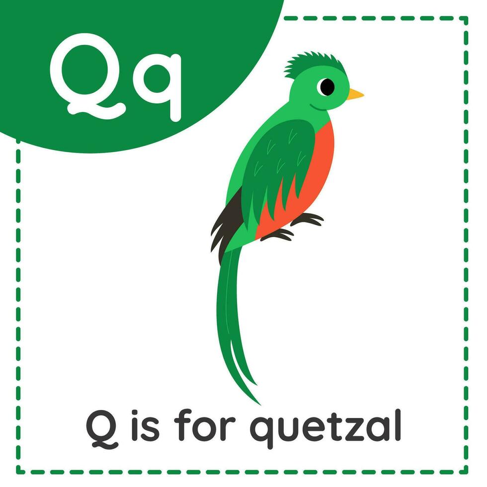 inlärning engelsk alfabet för ungar. brev q. söt tecknad serie quetzal vektor