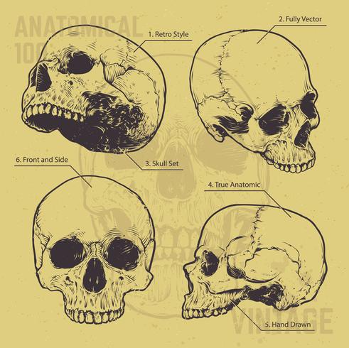 anatomisk skalle vektor uppsättning