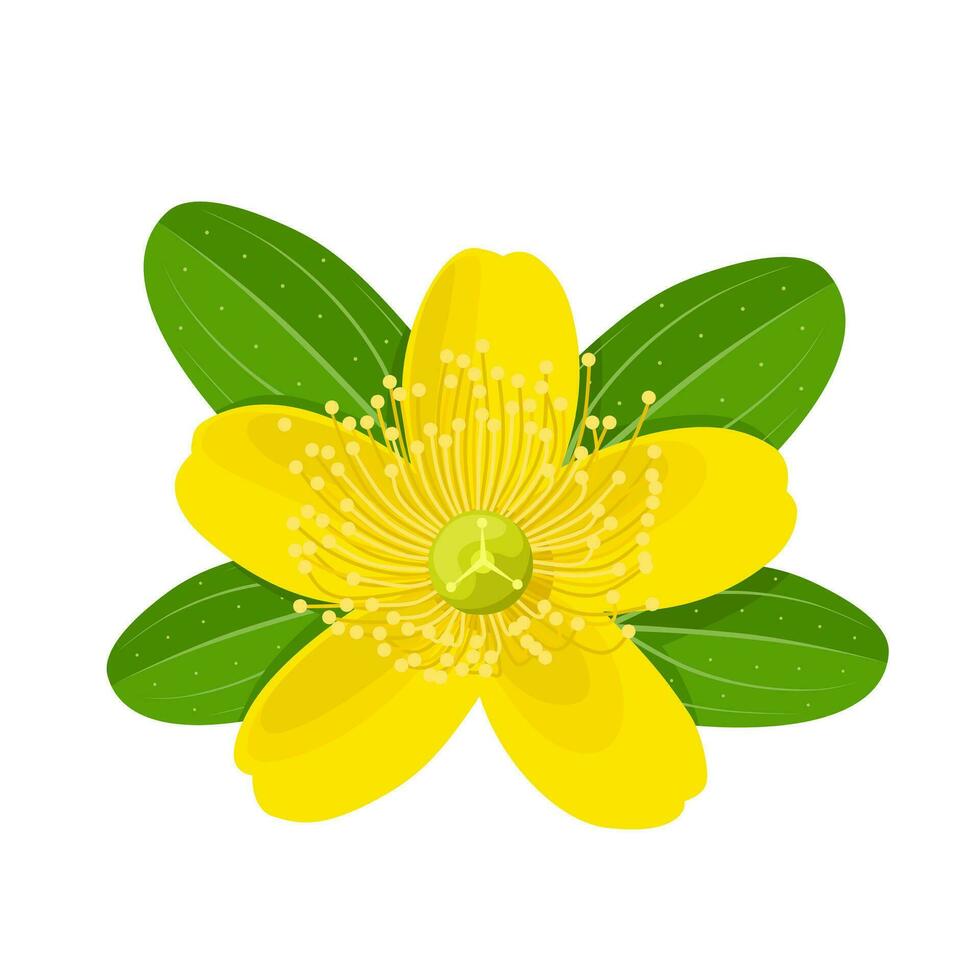 vektor illustration, hypericum perforatum, vanligen känd som st johns vört, isolerat på vit bakgrund.