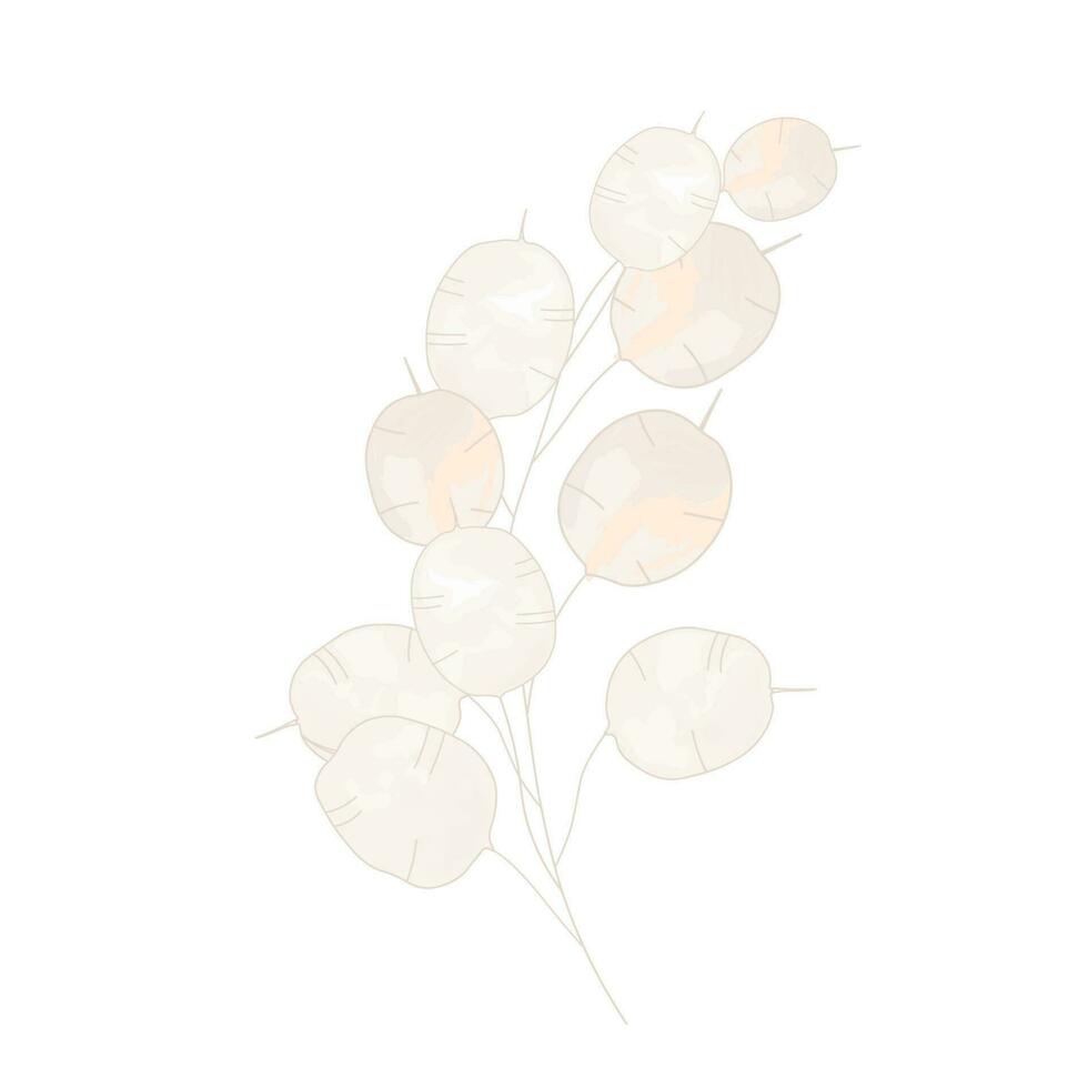 lunaria vektor stock illustration. en ömtålig beige blomma. gren element för de inbjudan. dekorativ minimalistisk element. boho. torr botanik. isolerat på en vit bakgrund.