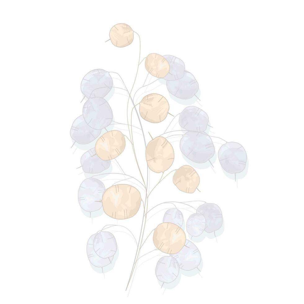 Lunaria Vektor Lager Illustration. ein fragil Beige Blume. Ast Element zum das Einladung. dekorativ minimalistisch Element. Boho. trocken Botanik. isoliert auf ein Weiß Hintergrund.