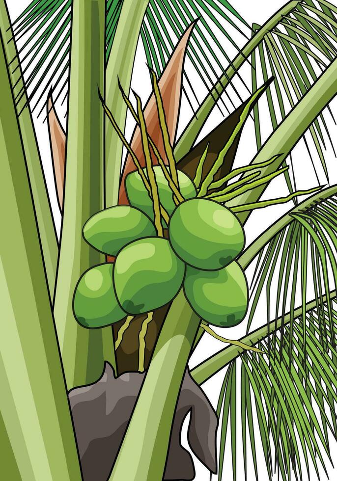 Grün Kokosnuss Obst Baum Vektor mit Weiß Hintergrund.