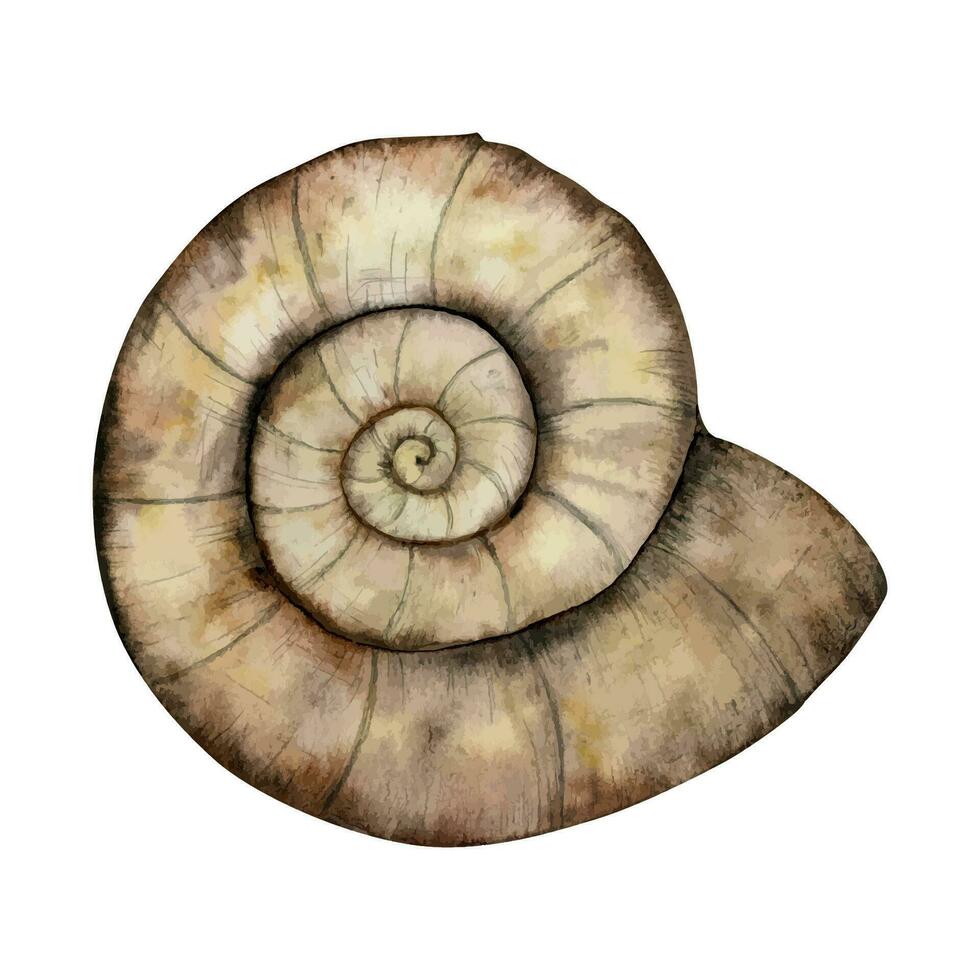 ammonit nautilus fossil vektor vattenfärg illustration. hand dragen brun ammonoidea skal