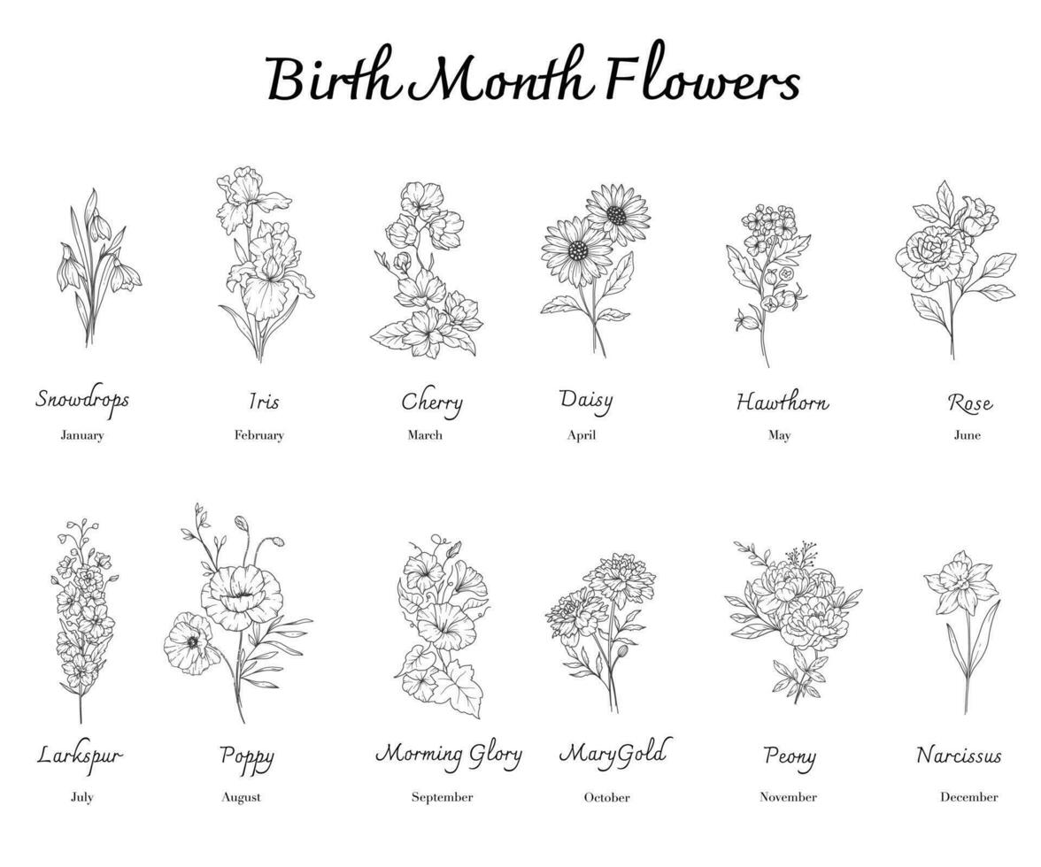 födelse månad blommor uppsättning linje konst. översikt födelse månad blommor isolerat på vit. hand målad linje konst botanisk illustration. vektor