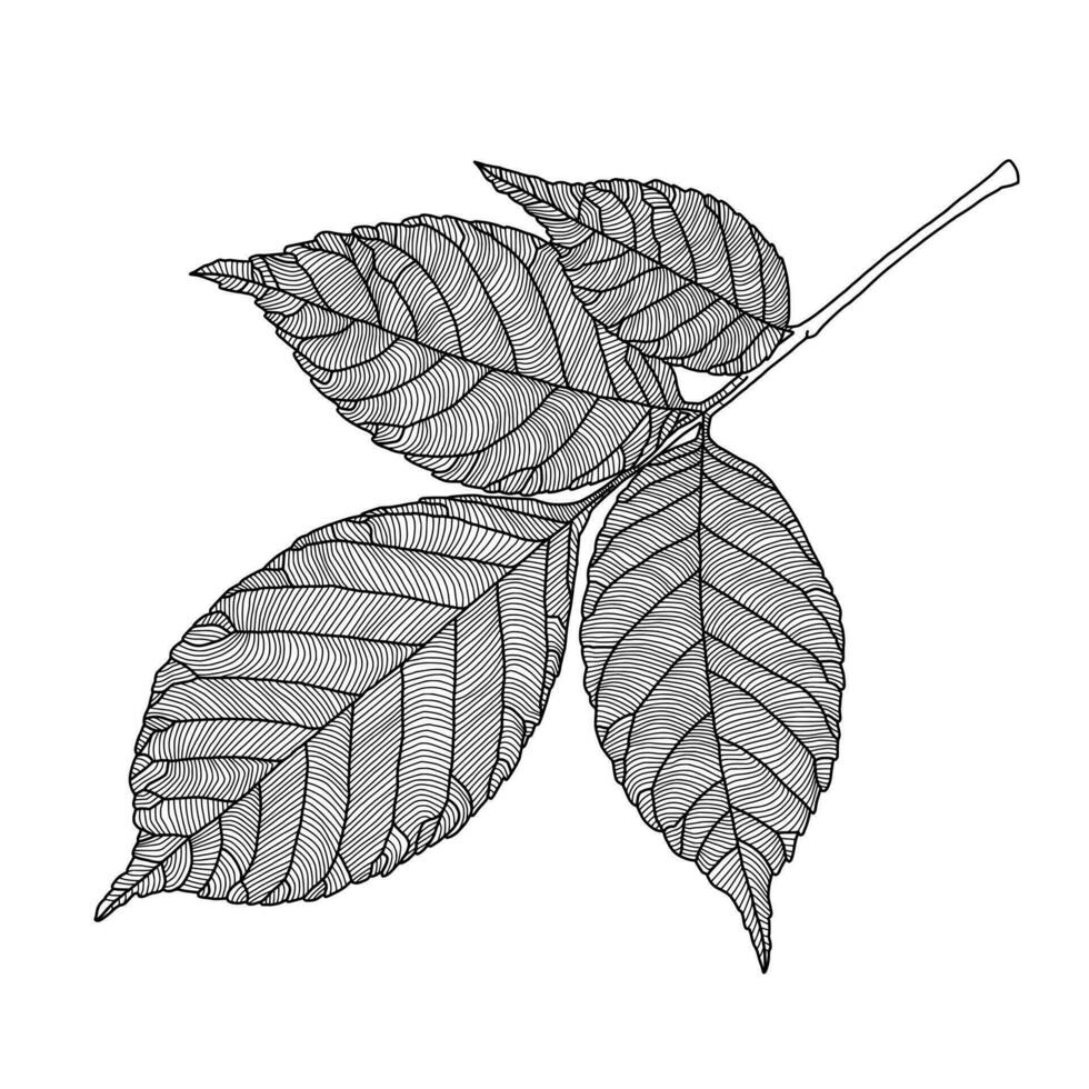 stilisiert Asche Baum Blatt Linie Zeichnung mit dekorativ Äderung isoliert auf Weiß Hintergrund. Vektor Illustration. Design Element zum Karte, Einladung, Banner, Poster im Linie Kunst Stil.