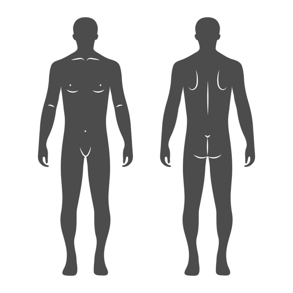 silhuetter av en manlig mänsklig kropp, främre och tillbaka vyer. anatomi. medicinsk och begrepp. illustration, vektor