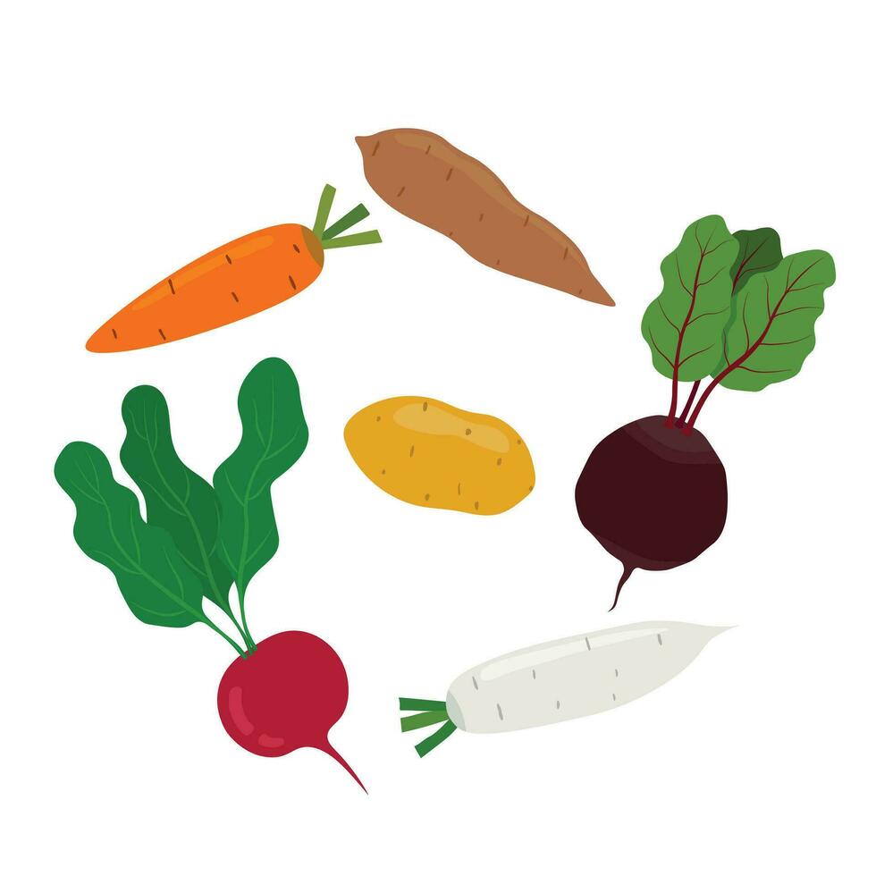 uppsättning av rot grönsaker platt vektor i tecknad serie stil isolerat på vit bakgrund. beta, rädisa, vit rädisa, morot, potatis, ljuv potatis