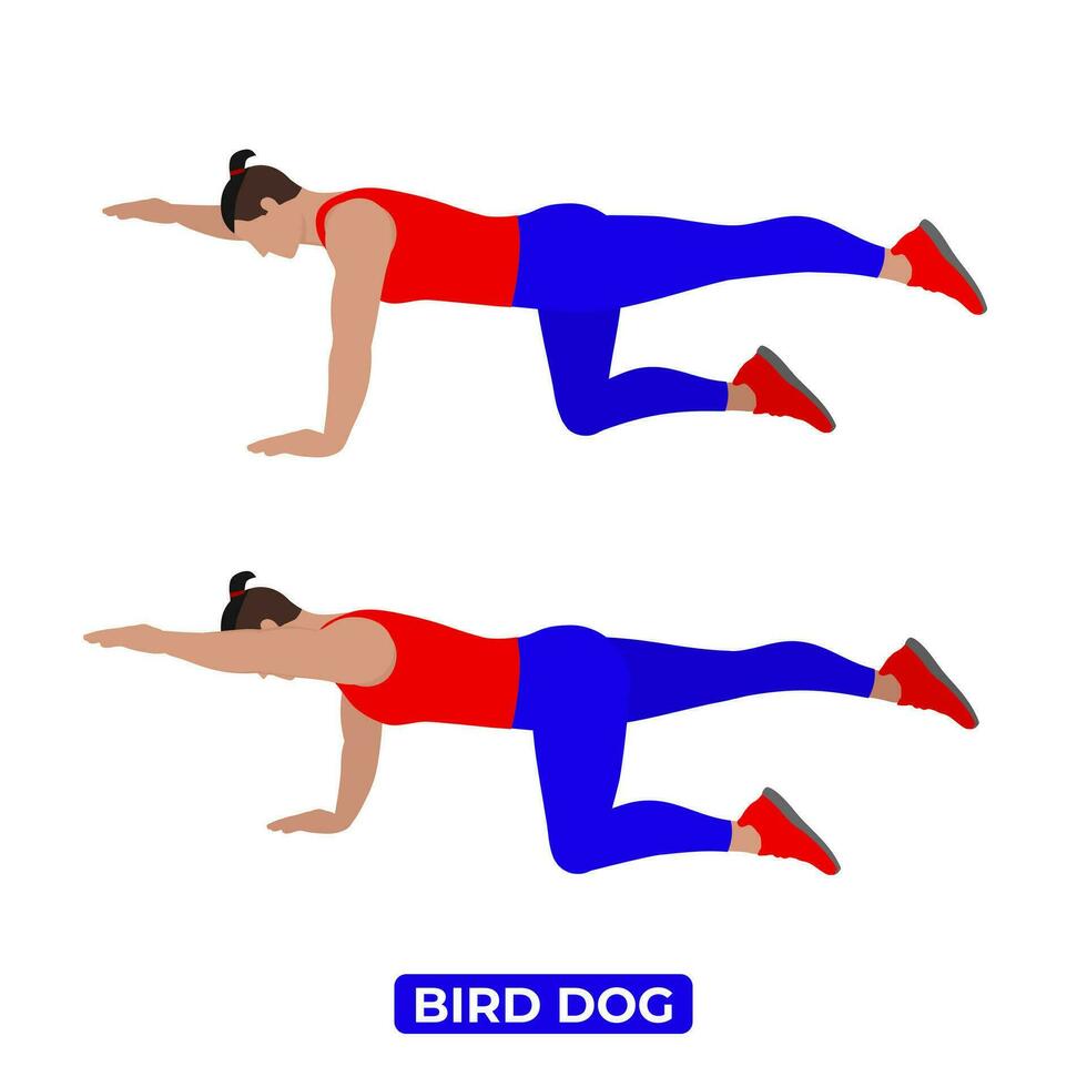 Vektor Mann tun Vogel Hund. Körpergewicht Fitness Beine und Ader trainieren Übung. ein lehrreich Illustration auf ein Weiß Hintergrund.