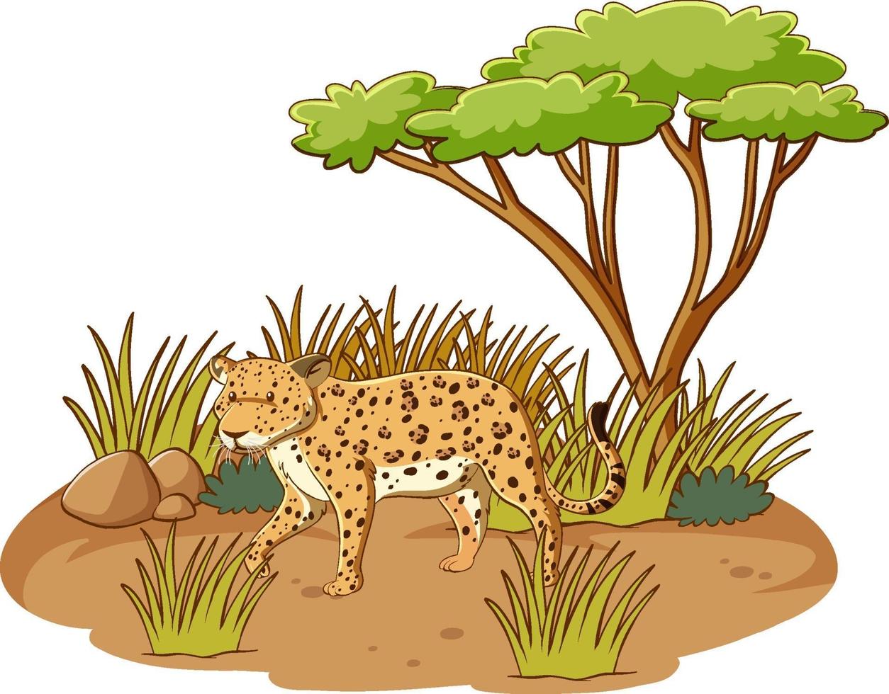 Leopard im Savannenwald auf weißem Hintergrund vektor