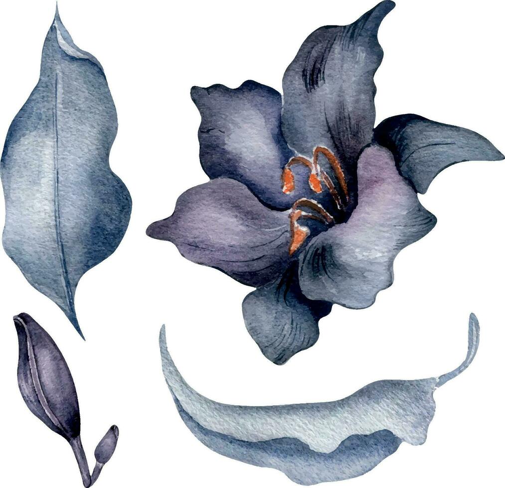 Aquarell dunkel lila Lilie Blume einstellen isoliert auf Weiß Hintergrund. gotisch Blumen- botanisch Illustration Hand gezeichnet. gotisch dunkel Hochzeit Dekoration im Jahrgang Stil. Element zum Einladung, Hintergrund vektor