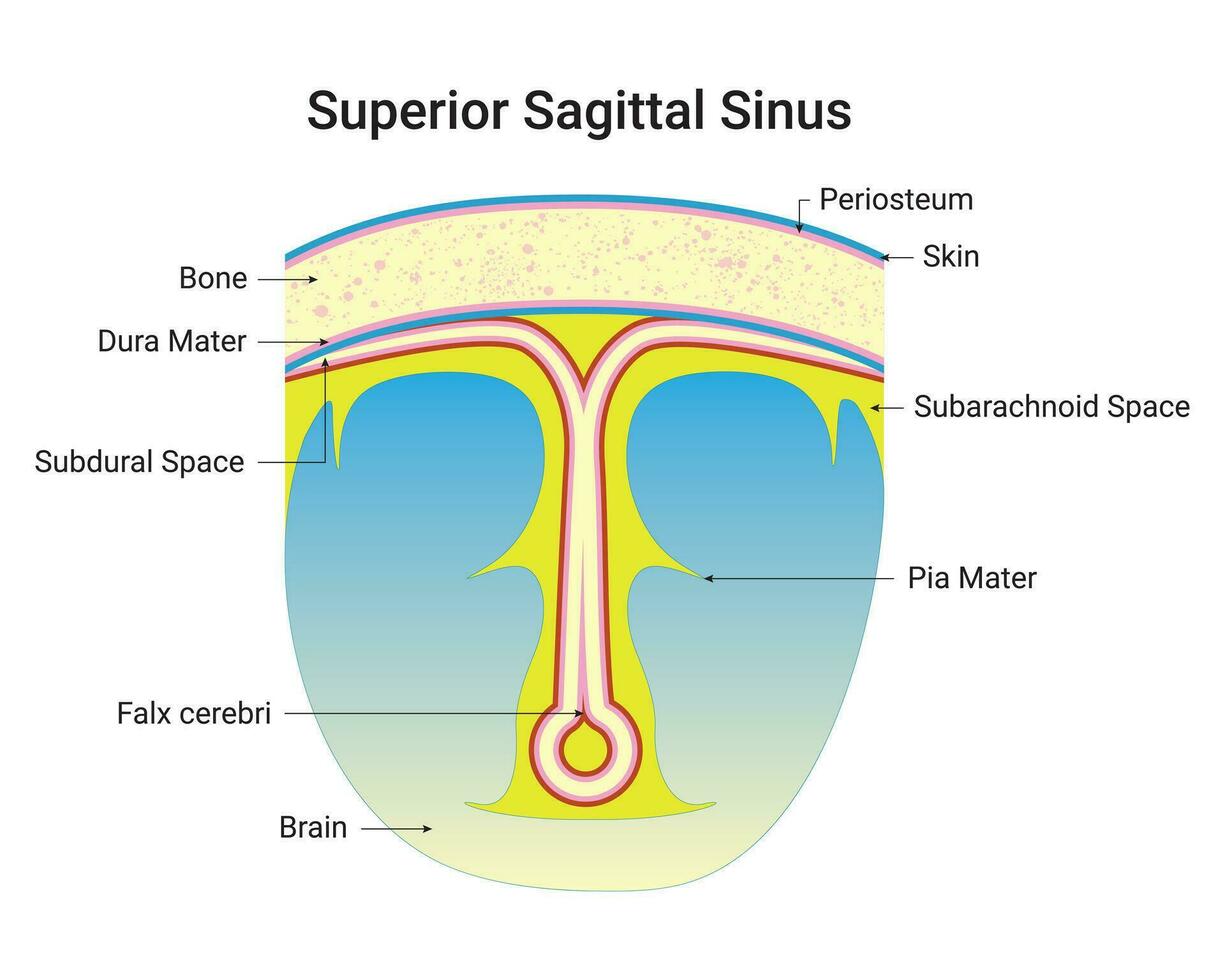 überlegen sagittal Sinus Wissenschaft Design Vektor Illustration Diagramm