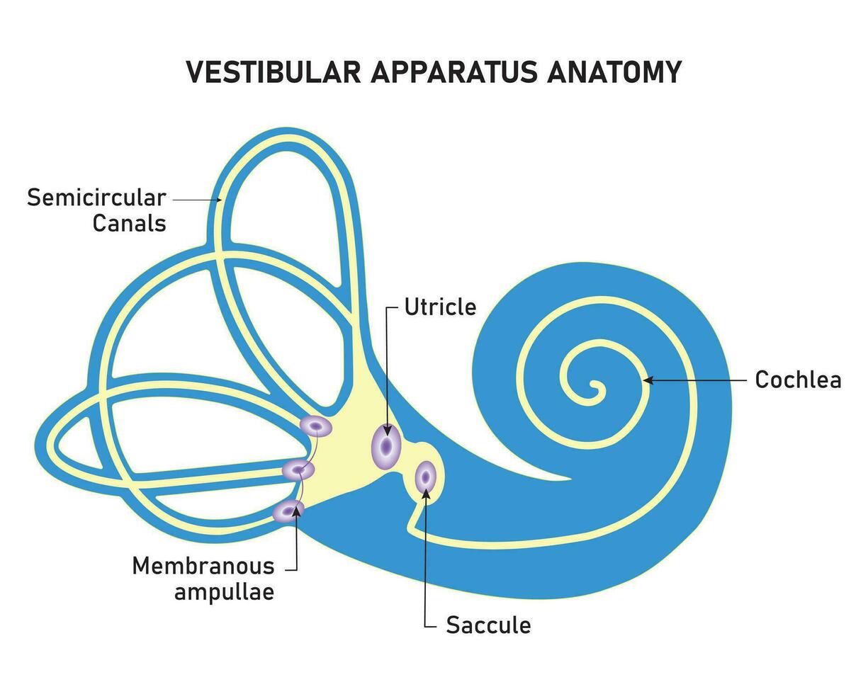 vestibulär Gerät Anatomie Wissenschaft Design Vektor Illustration