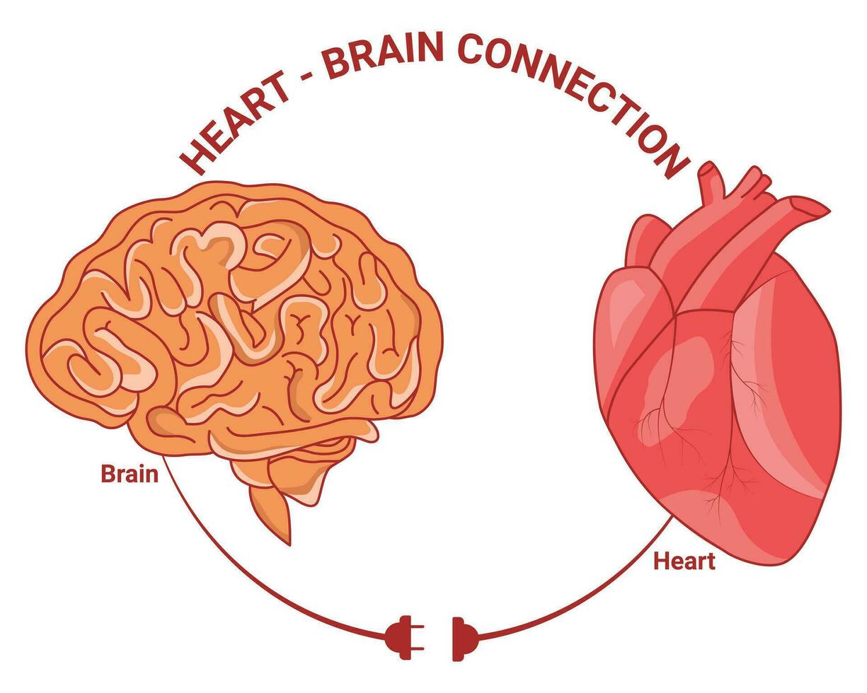 Herz und Gehirn Verbindung Vektor Illustration Design