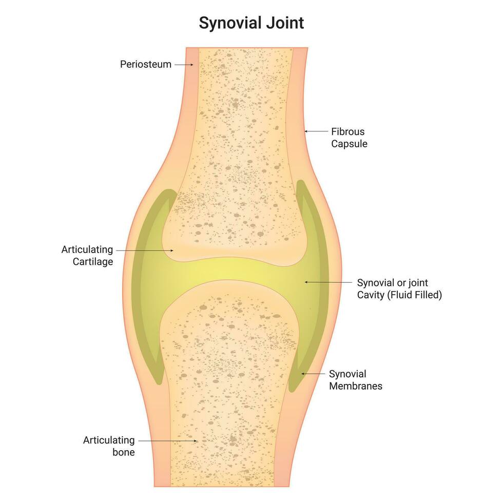 synovial gemensam vetenskap design vektor illustration diagram