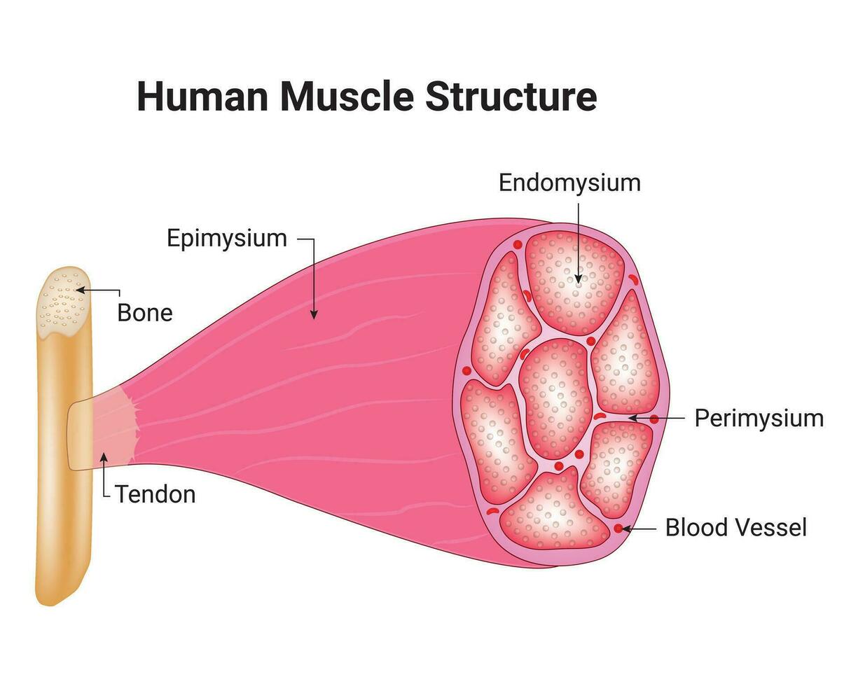 Mensch Muskel Struktur Wissenschaft Design Vektor Illustration Diagramm