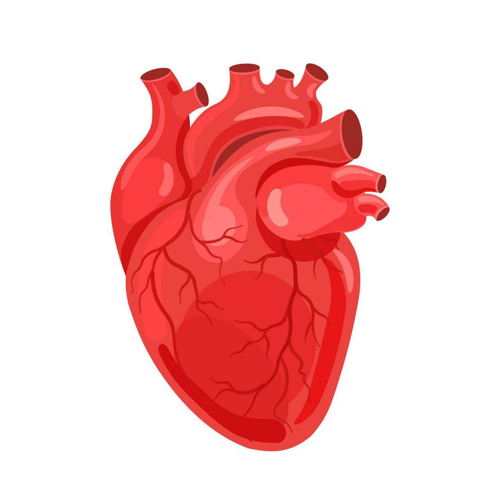 Mensch Herz. das Herz mit das venös System. Anatomie. eben Vektor Illustration.