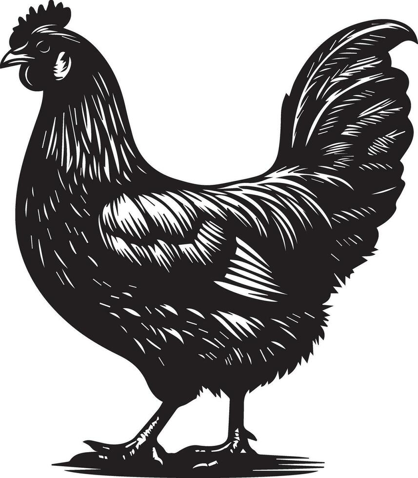 australorp kyckling vektor silhuett illustration svart Färg 5