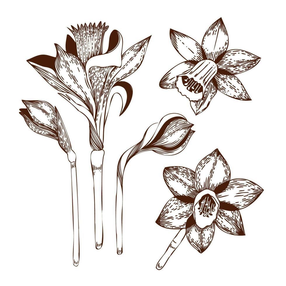 vektor illustration. en uppsättning av påsklilja blommor dragen på en Urklipp i mörk brun vektor. för de design av vykort, inbjudningar, för de design av bröllop och firande, för utskrift.