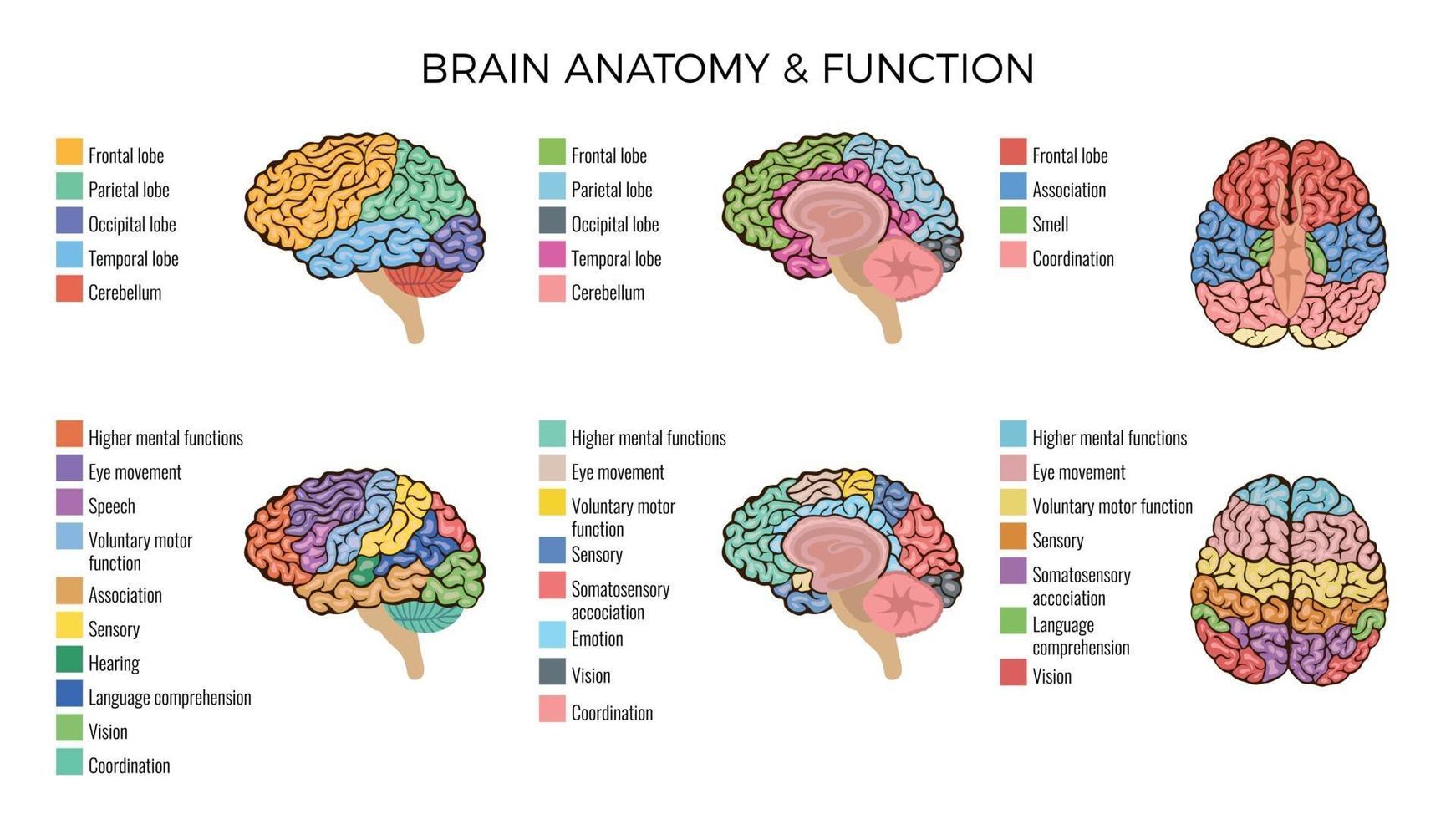 Zusammensetzung der Funktionen der Anatomie des Gehirns vektor