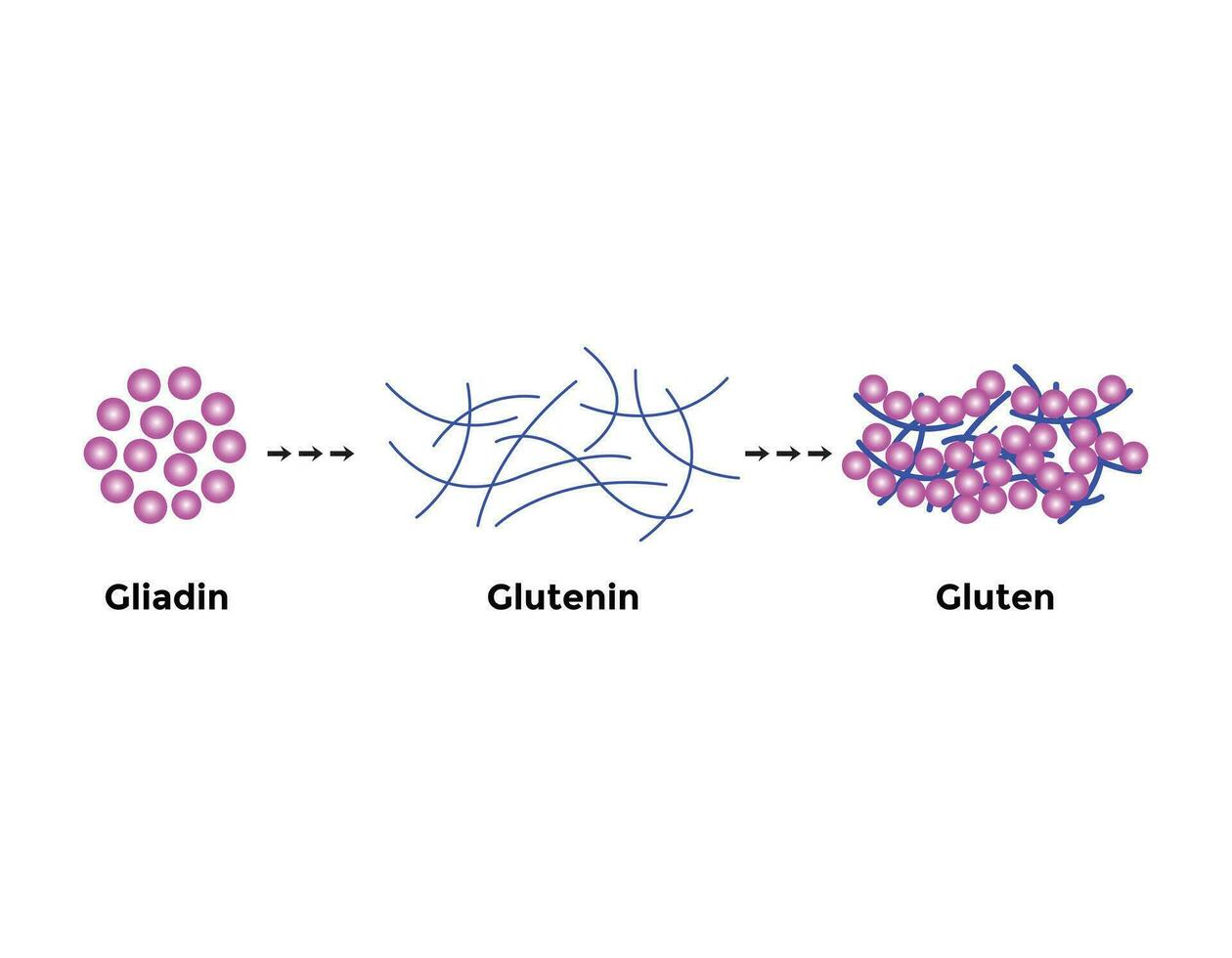 Gluten Formation, Disulfid Bindung Formation von Mischen zwei Moleküle von Gliadin und Glutenin mit Wasser. Gluten Gittergewebe Struktur. wissenschaftlich Design. Vektor Illustration.