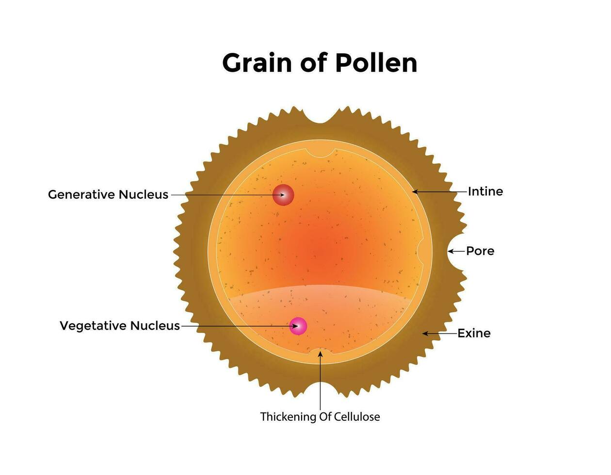 vetenskaplig design av spannmål av pollen anatomi. de manlig könscell i växter. färgrik symboler. vektor illustration.