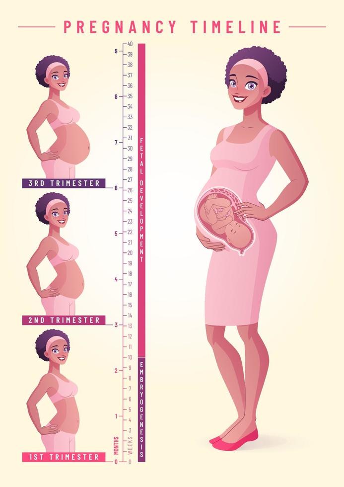 gravid kvinna med foster graviditet tidslinje vektor illustration