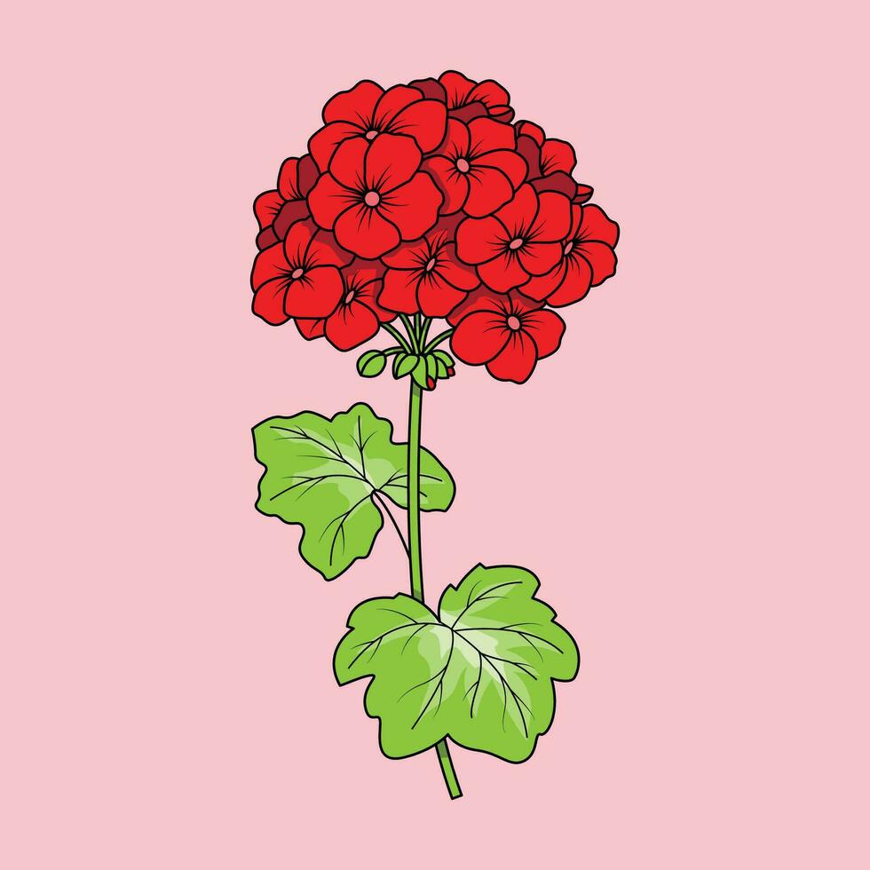 de illustration av pelargoner blomma vektor