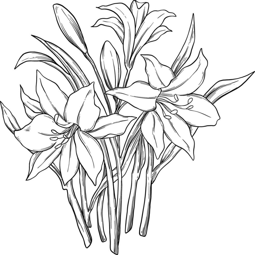 vit lilja illustration boquet design vektor
