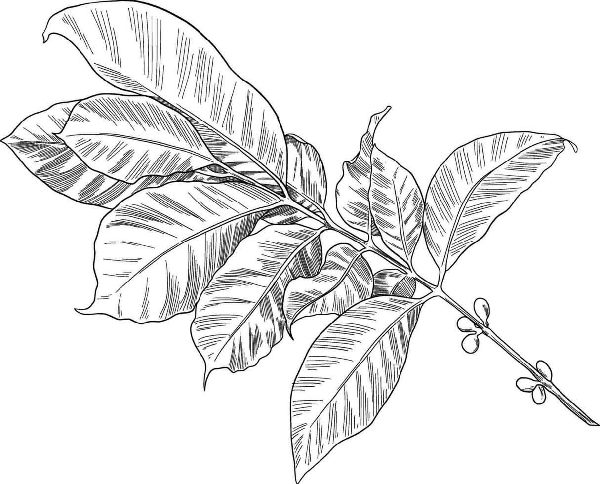 Kaffee Blätter botanisch skizzieren Illustration vektor
