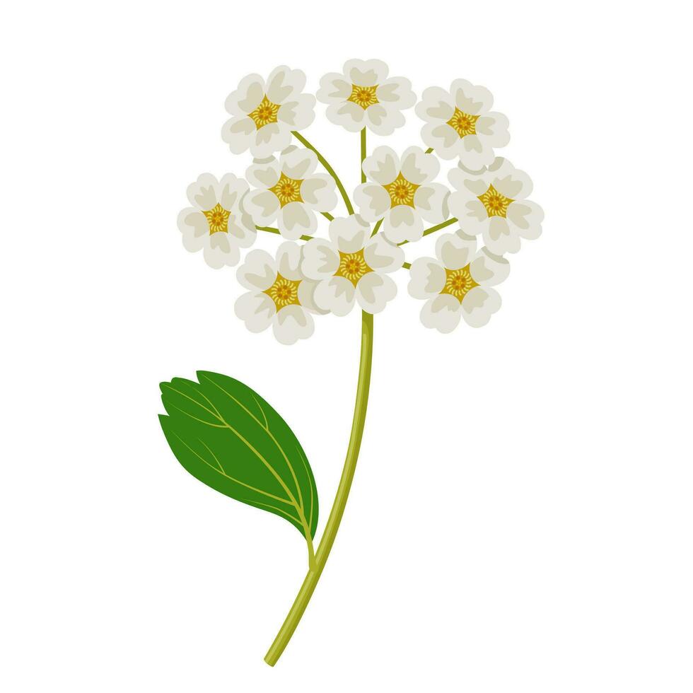 vektor illustration, spirea prunifolia, vanligen kallad brudkrans spirea, isolerat på vit bakgrund.