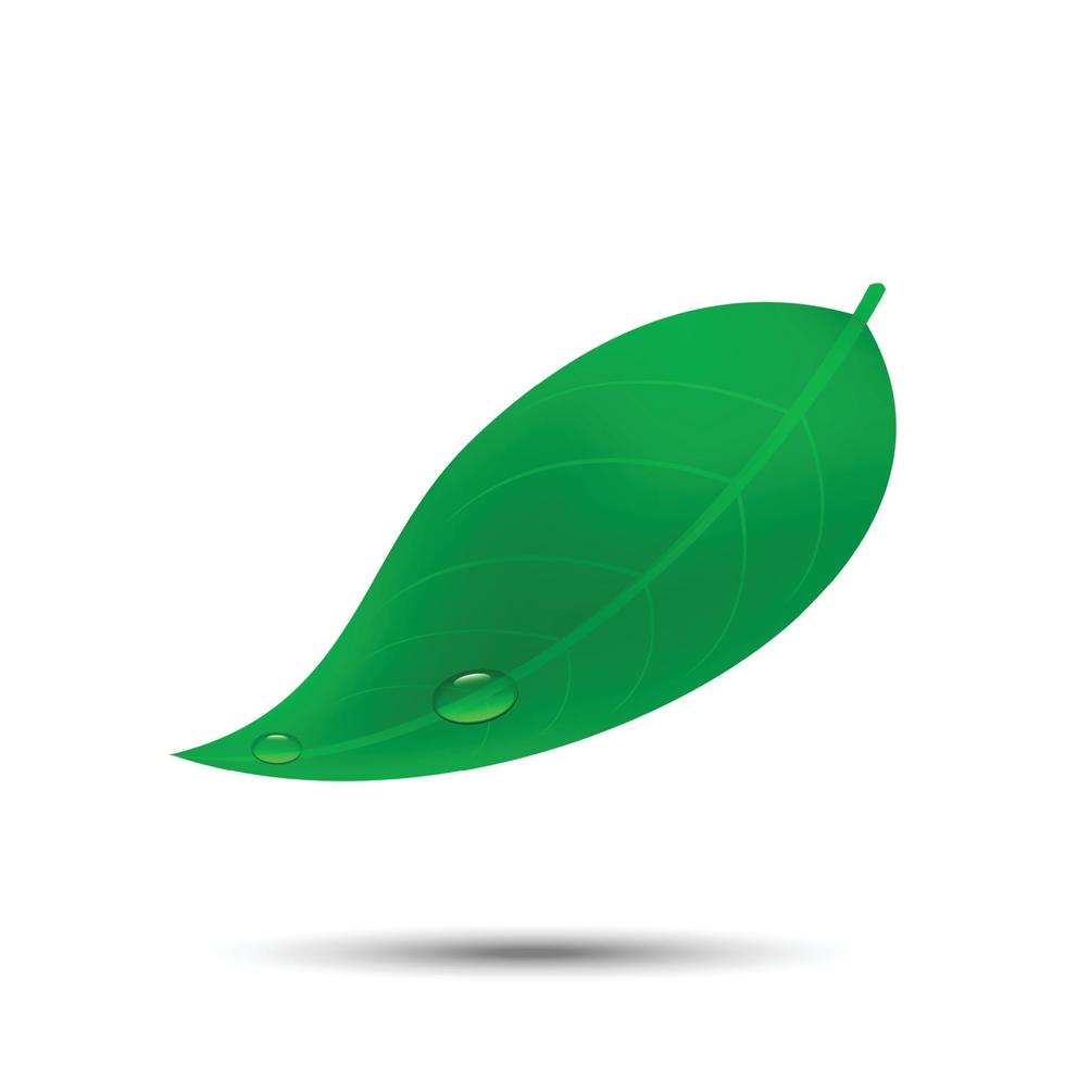 grönt blad med vattendroppe mall för din design vektor